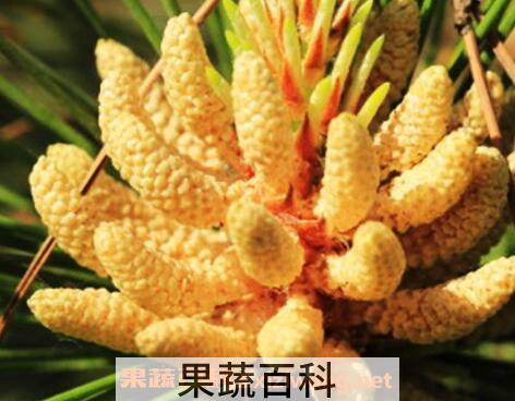 吃国珍松花粉的功效与作用