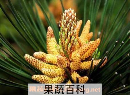吃国珍松花粉的功效与作用