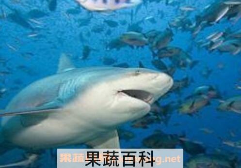 鲨鱼软骨素的功效和作用