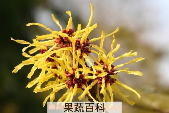 金缕梅的功效与作用有哪些