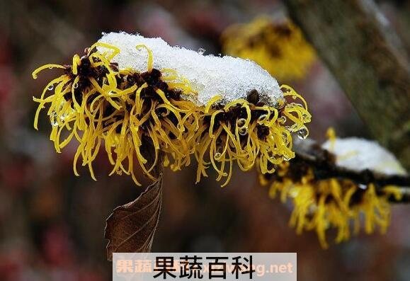 金缕梅的功效与作用有哪些
