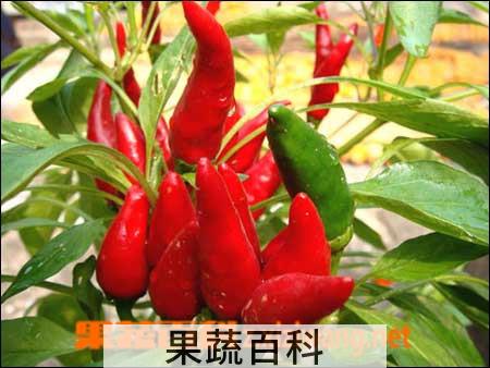 果蔬百科朝天椒