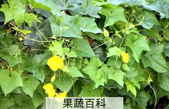 丝瓜叶怎么吃 丝瓜叶的食用方法