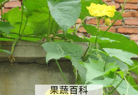 丝瓜叶怎么吃 丝瓜叶的食用方法