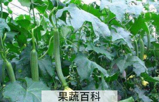 丝瓜叶泡水喝的功效与作用