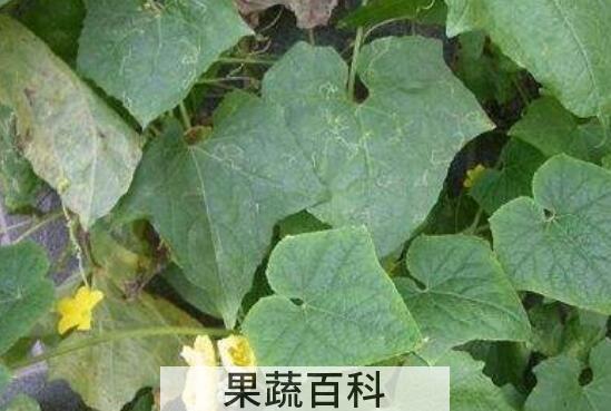 丝瓜叶泡水喝的功效与作用