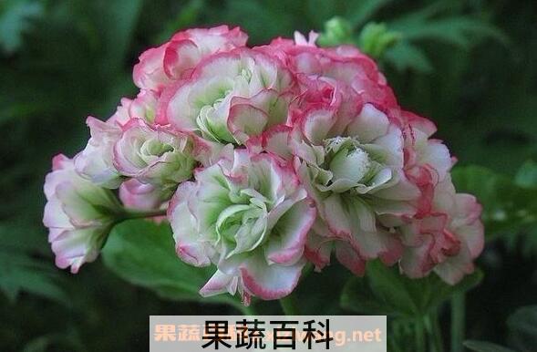  天竺葵的功效与作用与禁忌