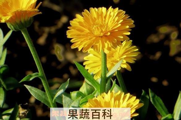 金盏花的功效与作用 金盏花的食用方法