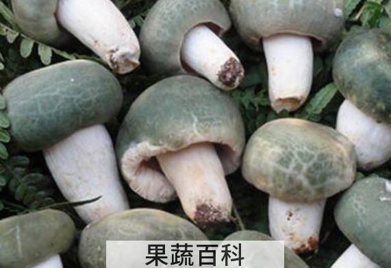 青头菌的功效与作用 青头菌怎么做好吃