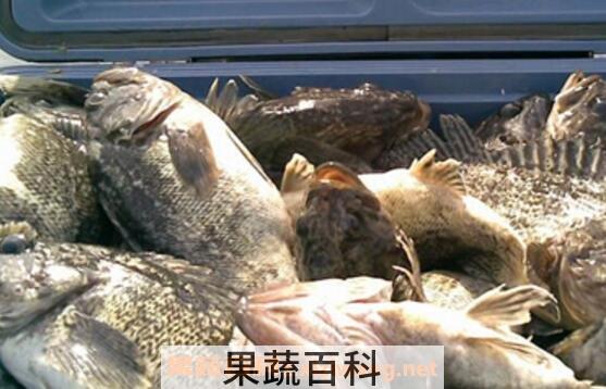 黑鮶鱼的功效与作用