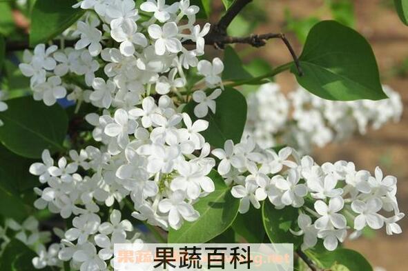 白花丁香的功效与作用 白花丁香的用法用量