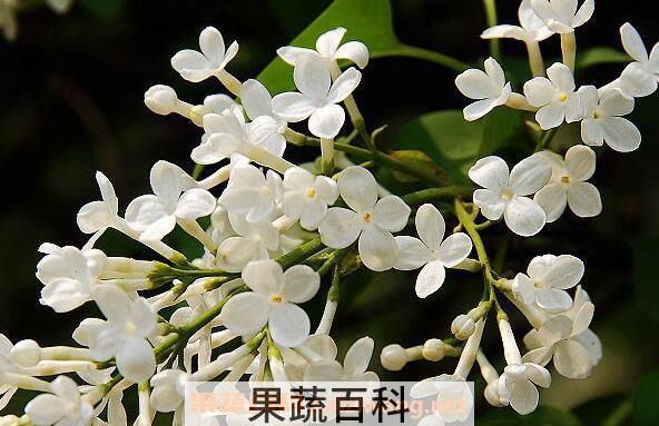 白花丁香的功效与作用 白花丁香的用法用量