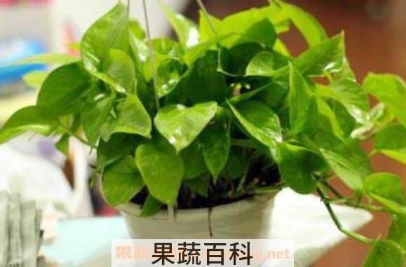 绿萝叶子变黄的原因 绿萝叶子变黄怎么办