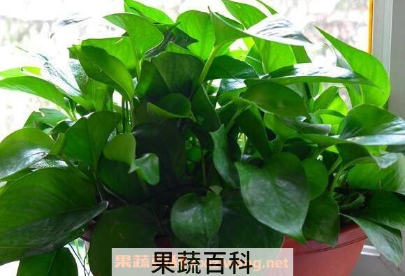 绿萝叶子变黄的原因 绿萝叶子变黄怎么办