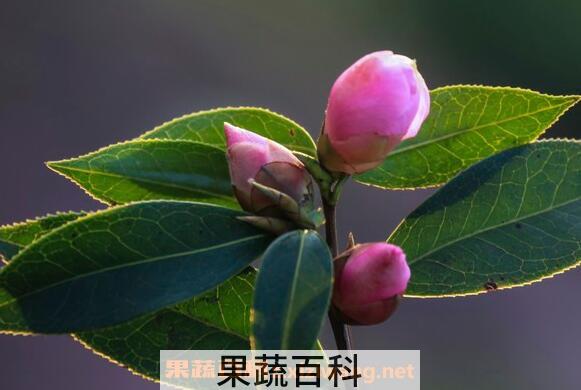 野生山茶的功效与作用