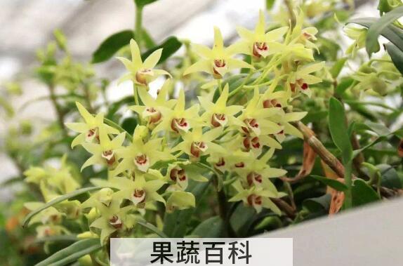 石斛花怎么吃好 石斛花的食用方法