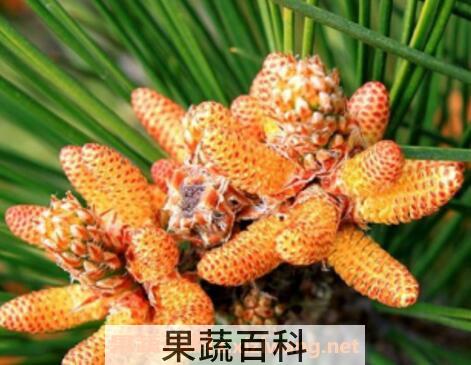 松花粉的功效与作用 吃松花粉的好处