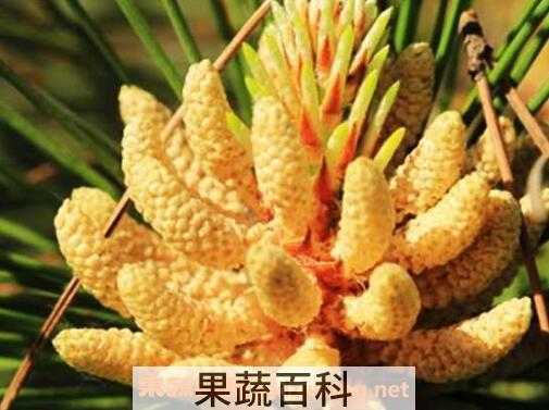 松花粉的功效与作用 吃松花粉的好处