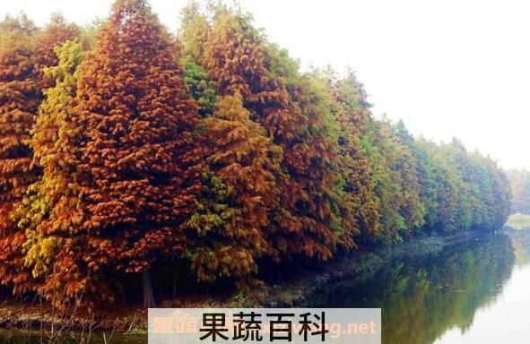 落羽杉和水杉区别 落羽杉的详细介绍