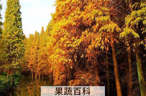 落羽杉和水杉区别 落羽杉的详细介绍