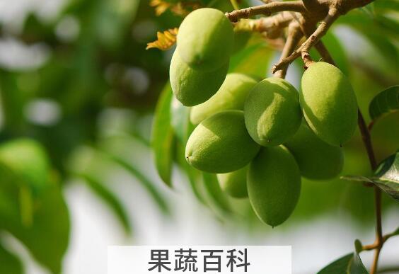青果的功效与作用 青果的禁忌
