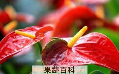 安祖花怎么养 安祖花的养殖方法和注意事项