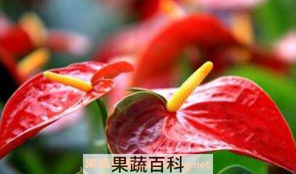 安祖花怎么养 安祖花的养殖方法和注意事项