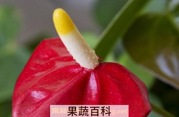 安祖花怎么养 安祖花的养殖方法和注意事项