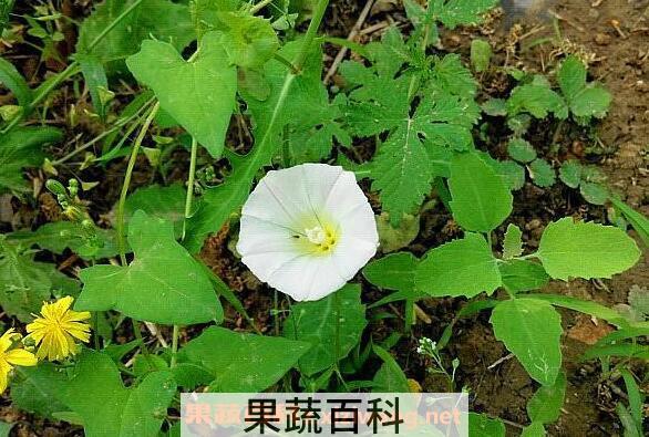 打碗花图片 打碗花的养殖方法和技巧