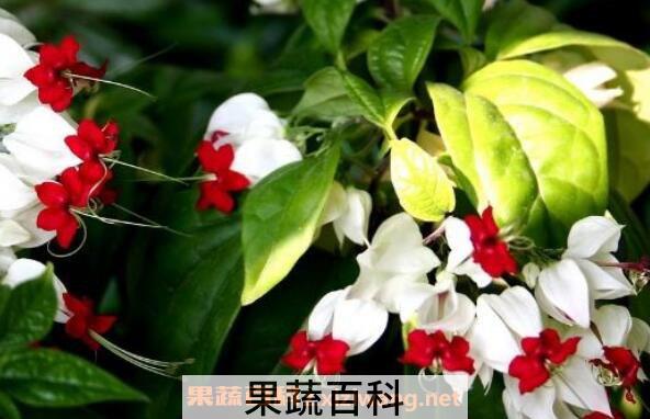 龙吐珠怎么养 龙吐珠修剪示意图