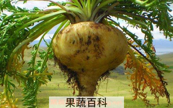玛卡