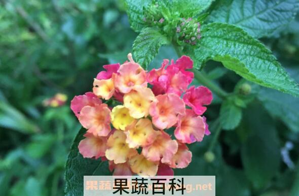 五彩梅的养殖方法和注意事项 五彩梅有毒吗