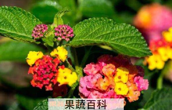 五彩梅的养殖方法和注意事项 五彩梅有毒吗