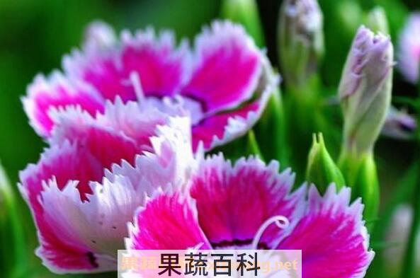 五彩石竹种子怎么种 五彩石竹种子种植方法