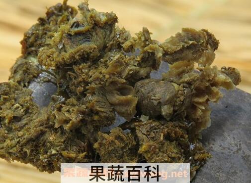中药蜂胶的功效与作用及食用方法