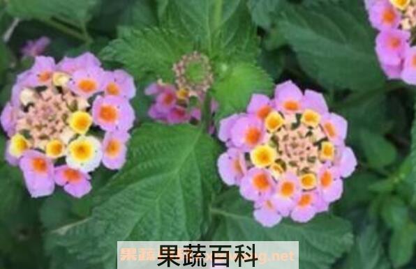 变色梅的养殖方法与注意事项