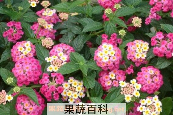 变色梅的养殖方法与注意事项