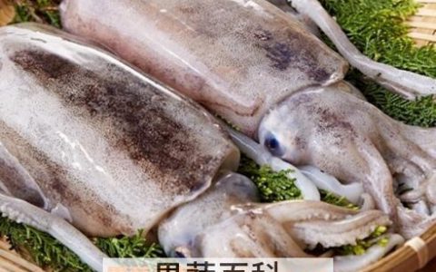 墨鱼的营养价值和功效