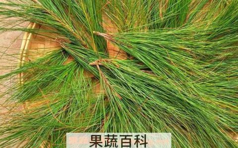 松针纯露的功效与作用