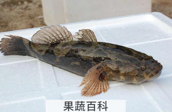 笋壳鱼的功效与作用及禁忌