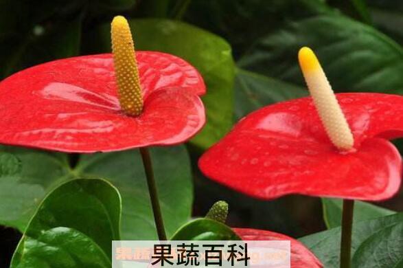  火鹤怎么养殖 火鹤的养殖方法