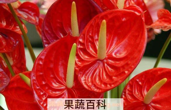  火鹤怎么养殖 火鹤的养殖方法