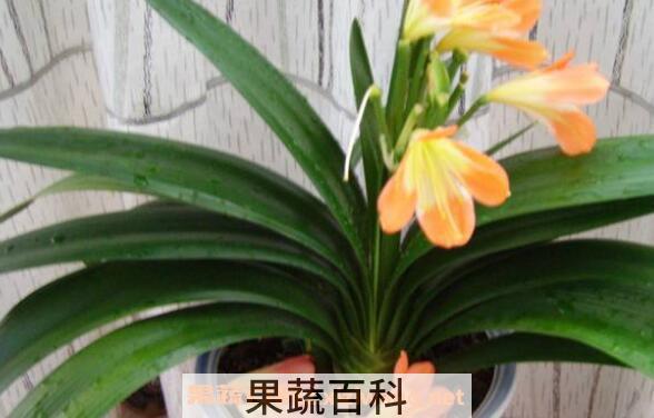  君子兰怎么养 君子兰烂根怎么处理