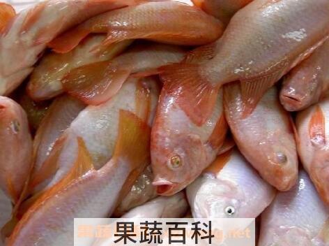 彩虹雕鱼的功效与作用