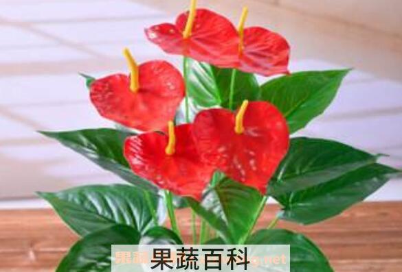 红掌怎么养 红掌的养殖方法和注意事项