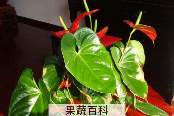 红掌怎么养 红掌的养殖方法和注意事项