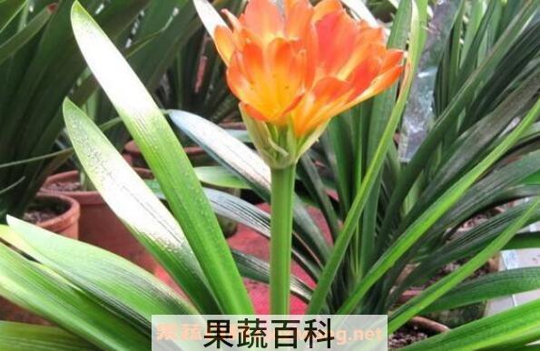 君子兰叶子发黄怎么办 君子兰黄叶子什么原因