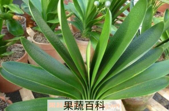 君子兰叶子发黄怎么办 君子兰黄叶子什么原因