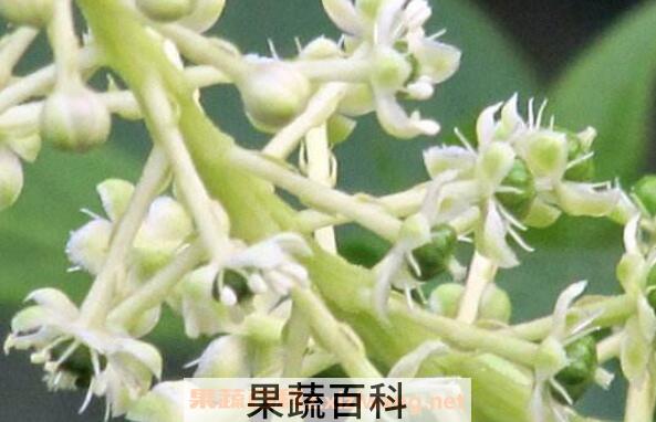 中药商陆花有什么用 商陆花的功效与作用