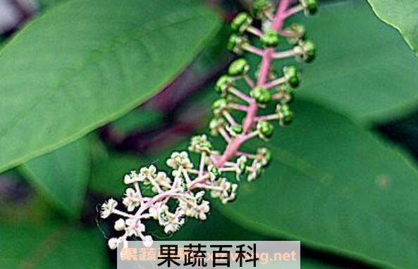 中药商陆花有什么用 商陆花的功效与作用